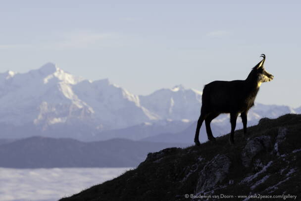 rutchamois-1.jpg rutchamois-1.jpg