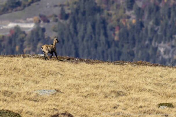 20221006_chamoisentremont-2.jpg Flammlachs, Apero, Winterapero, Erlebnisapero